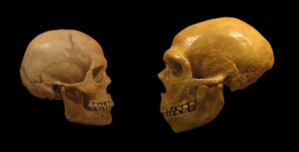 Neandertaler und die Langschädel