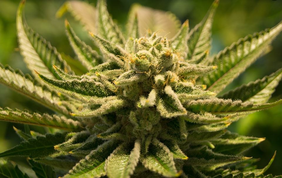 Cannabis: Ein Geschenk von Mutter Natur