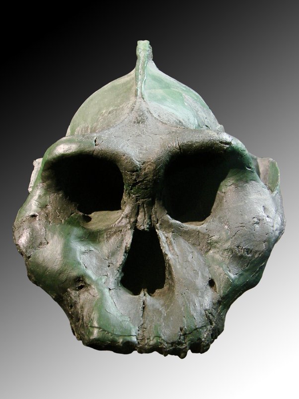 Homo Rudolfensis: Einer unserer Vorfahren?